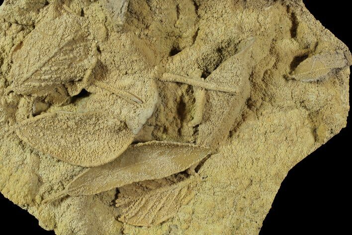 Life-Like Fossil Leaves Preserved In Travertine - Austria #77912